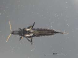 Image of Thrips