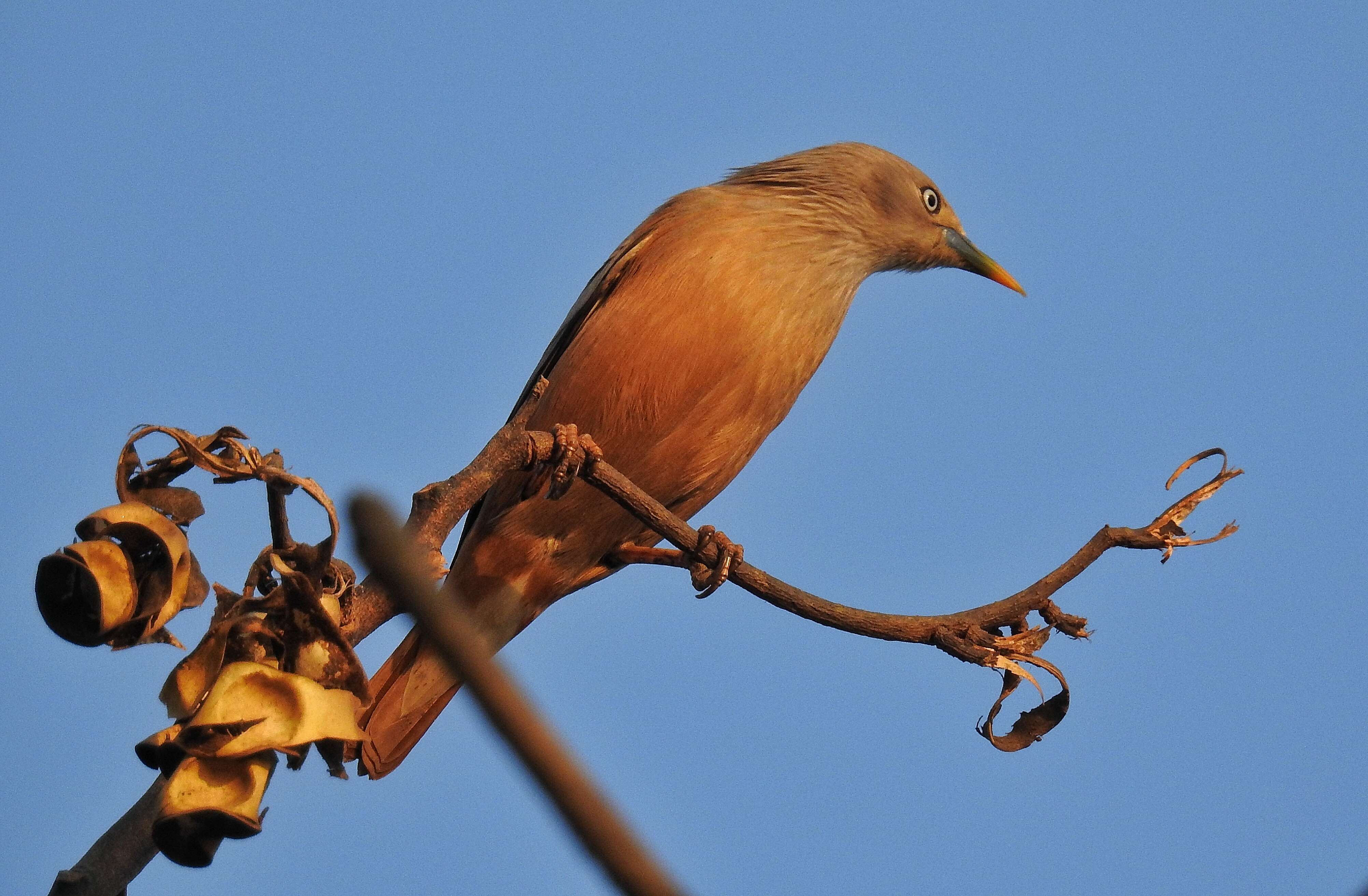 Image of Chestnut-tailed Starling