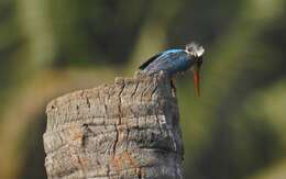 Image of Common Kingfisher