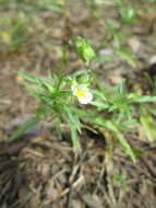 Слика од Viola arvensis Murray