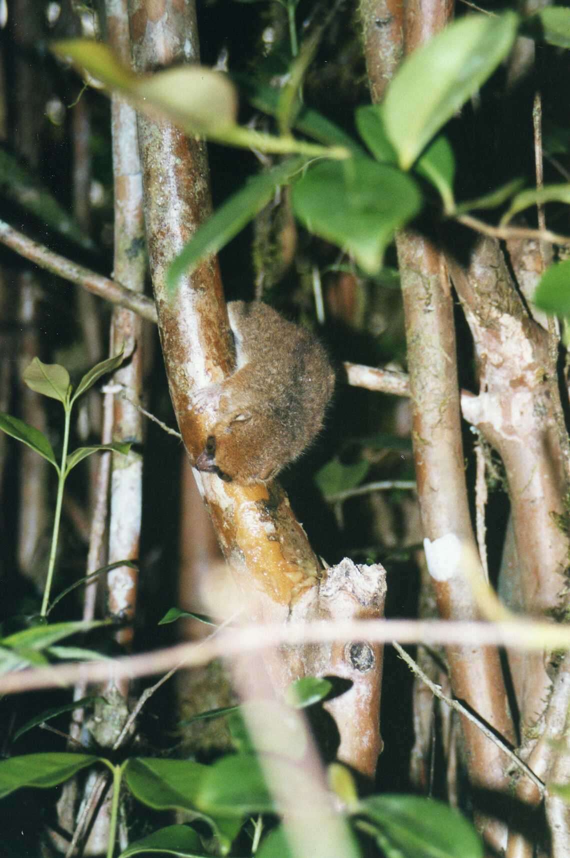 Image of Brown Mouse Lemur