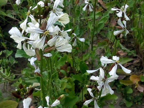 Image of Rocket salad