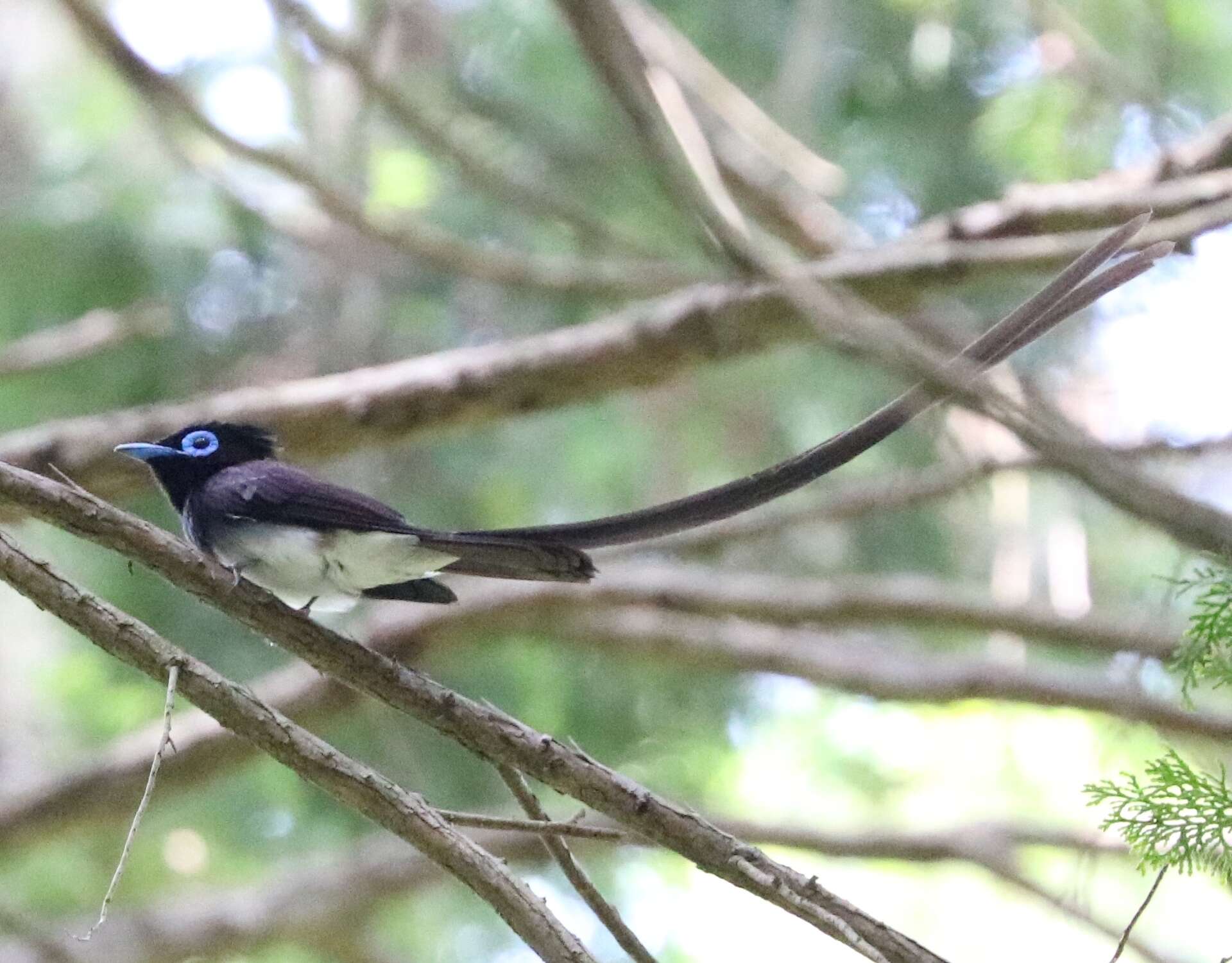 Image of Japanese Paradise Flycatcher