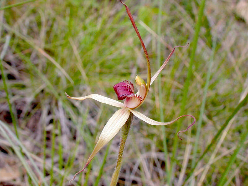 Image of Southern spider orchid