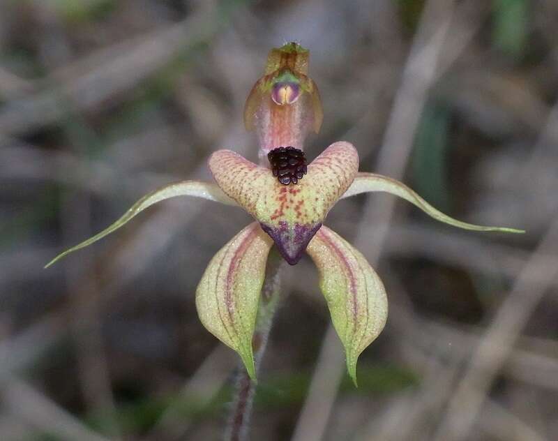 Image of Thick-lipped spider-orchid