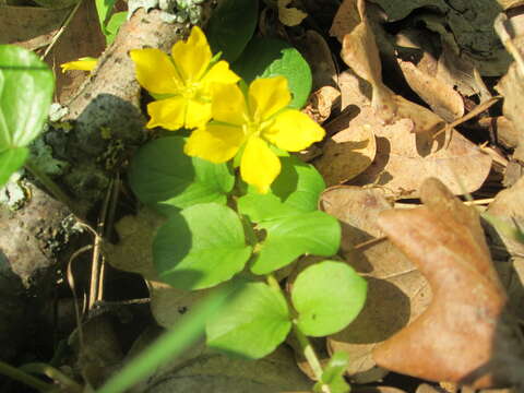 Image of creeping jenny