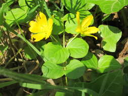 Image of creeping jenny