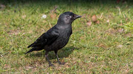 Image of Eurasian Jackdaw