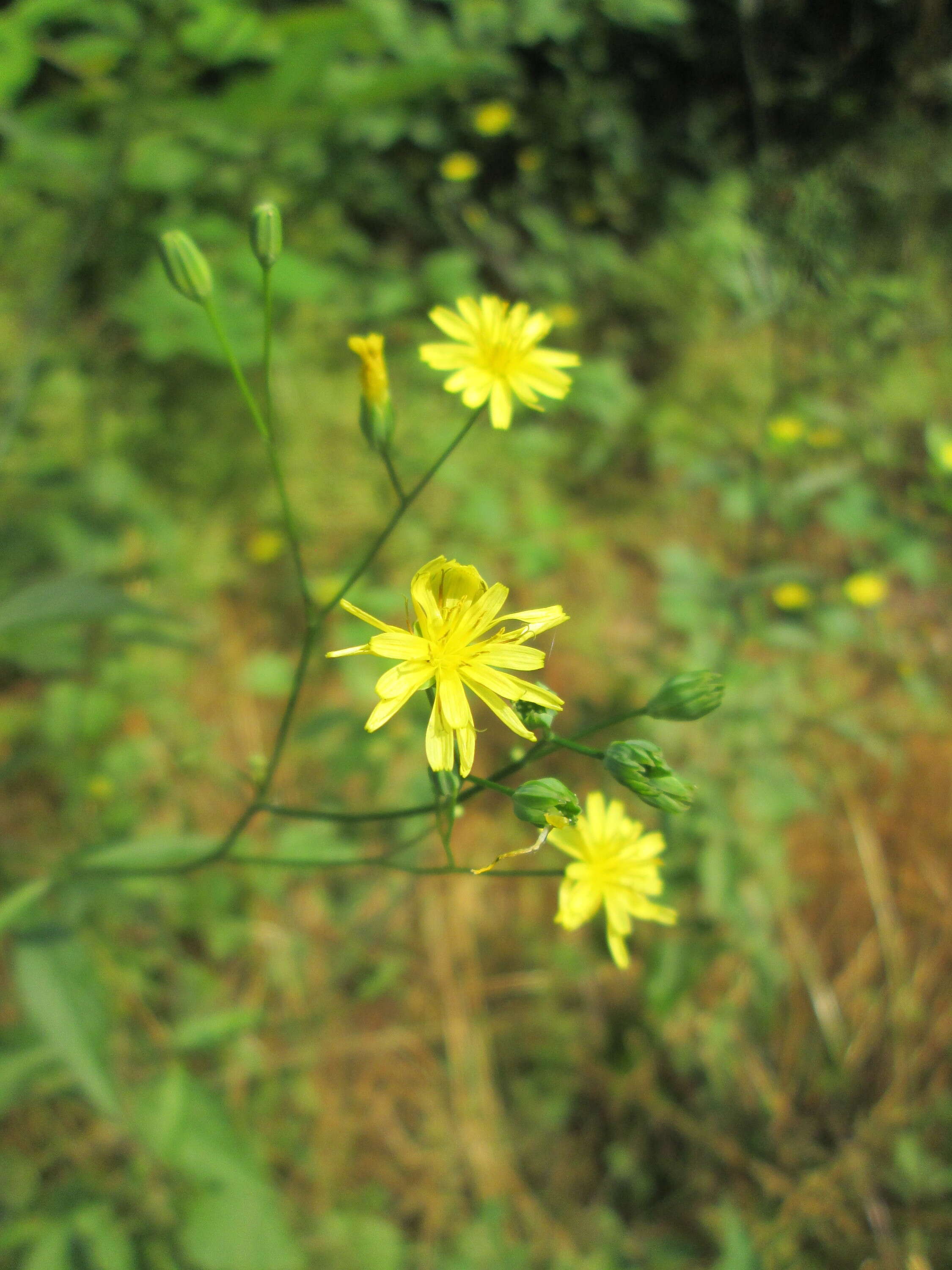 Image of nipplewort