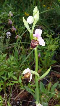 Image of late spider-orchid