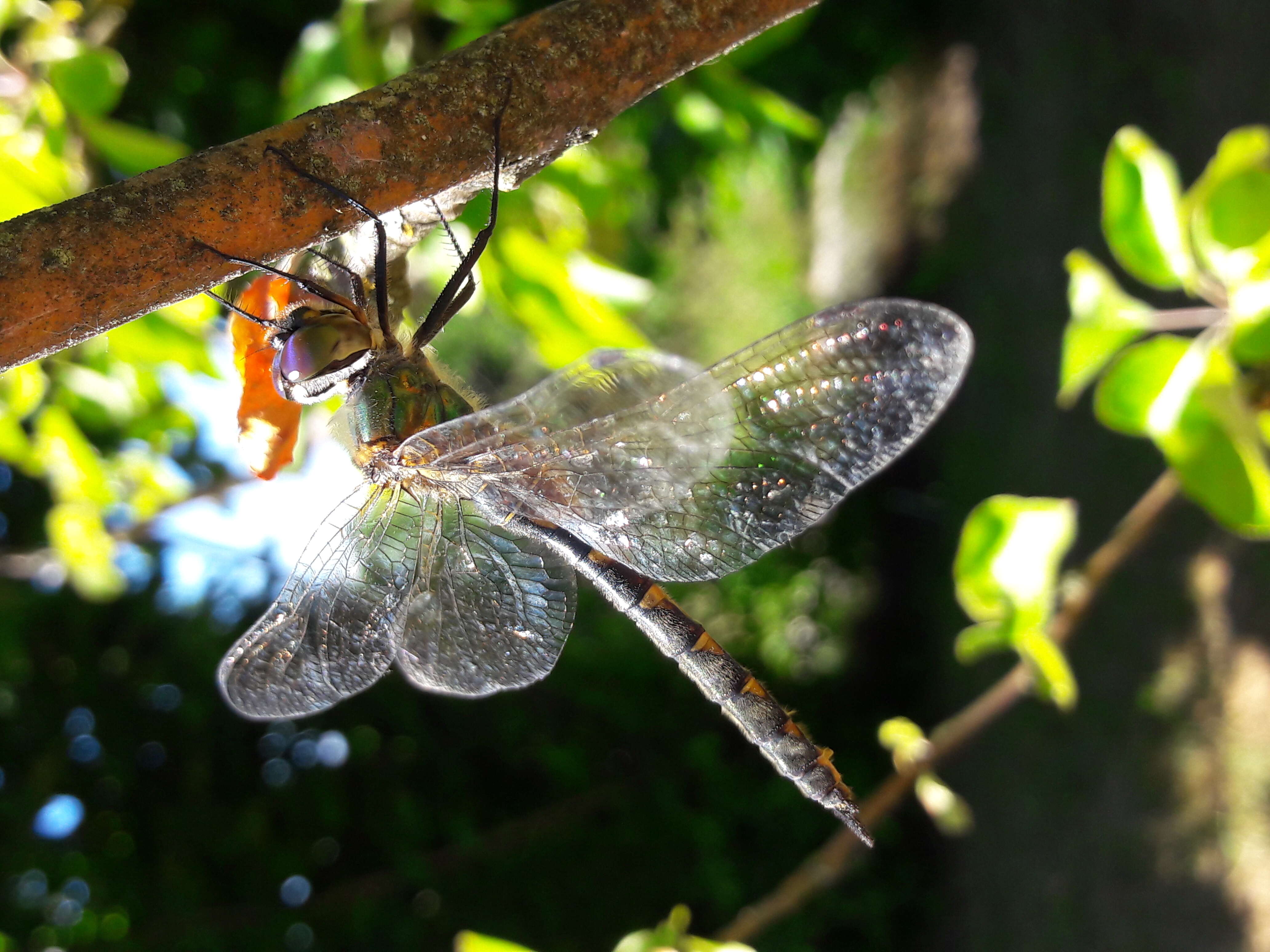 Image of Yellow-spotted Emerald