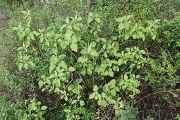 Image of Solanum pubescens Willd.