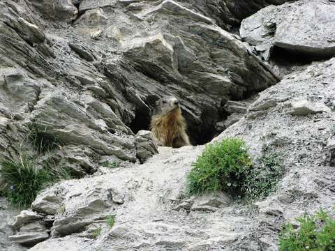 Image of Alpine Marmot