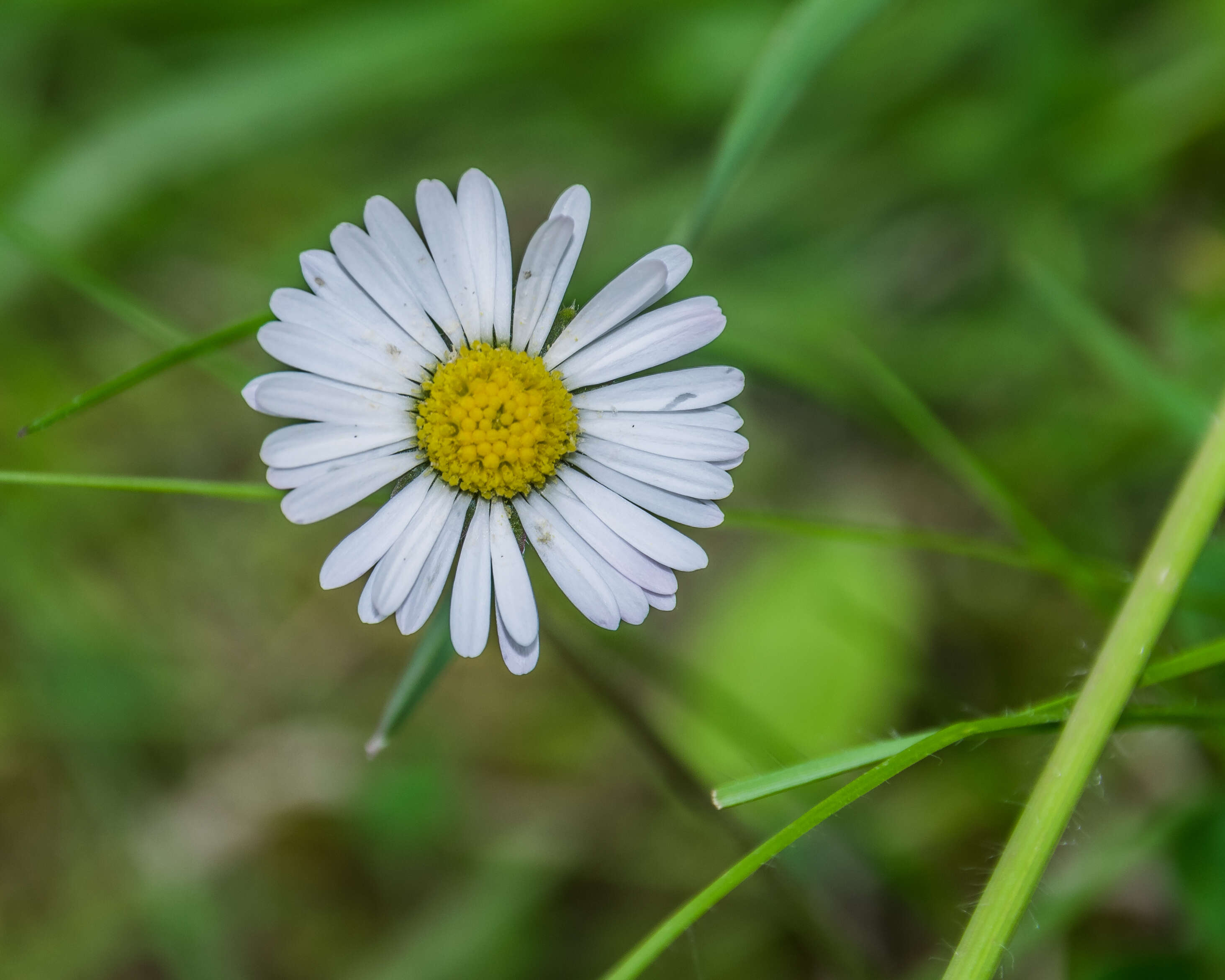 Image of Daisy