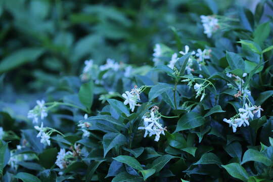 Image of Star-jasmine or Confederate-jasmine