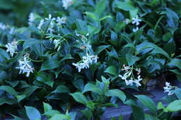 Image of Star-jasmine or Confederate-jasmine