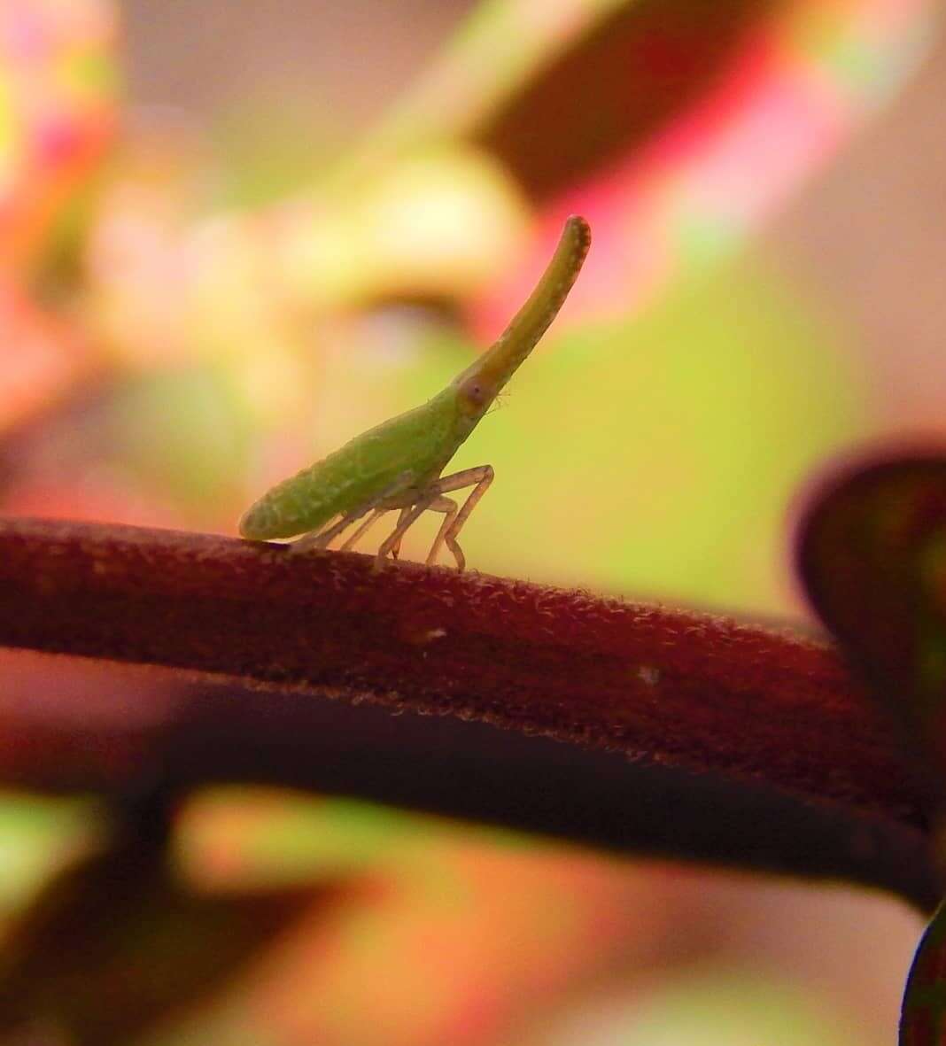 Image of treehoppers