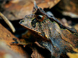 Image of Boie's Frog