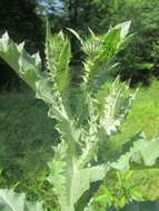 Image of Cotton Thistle