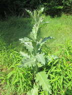 Image of Cotton Thistle