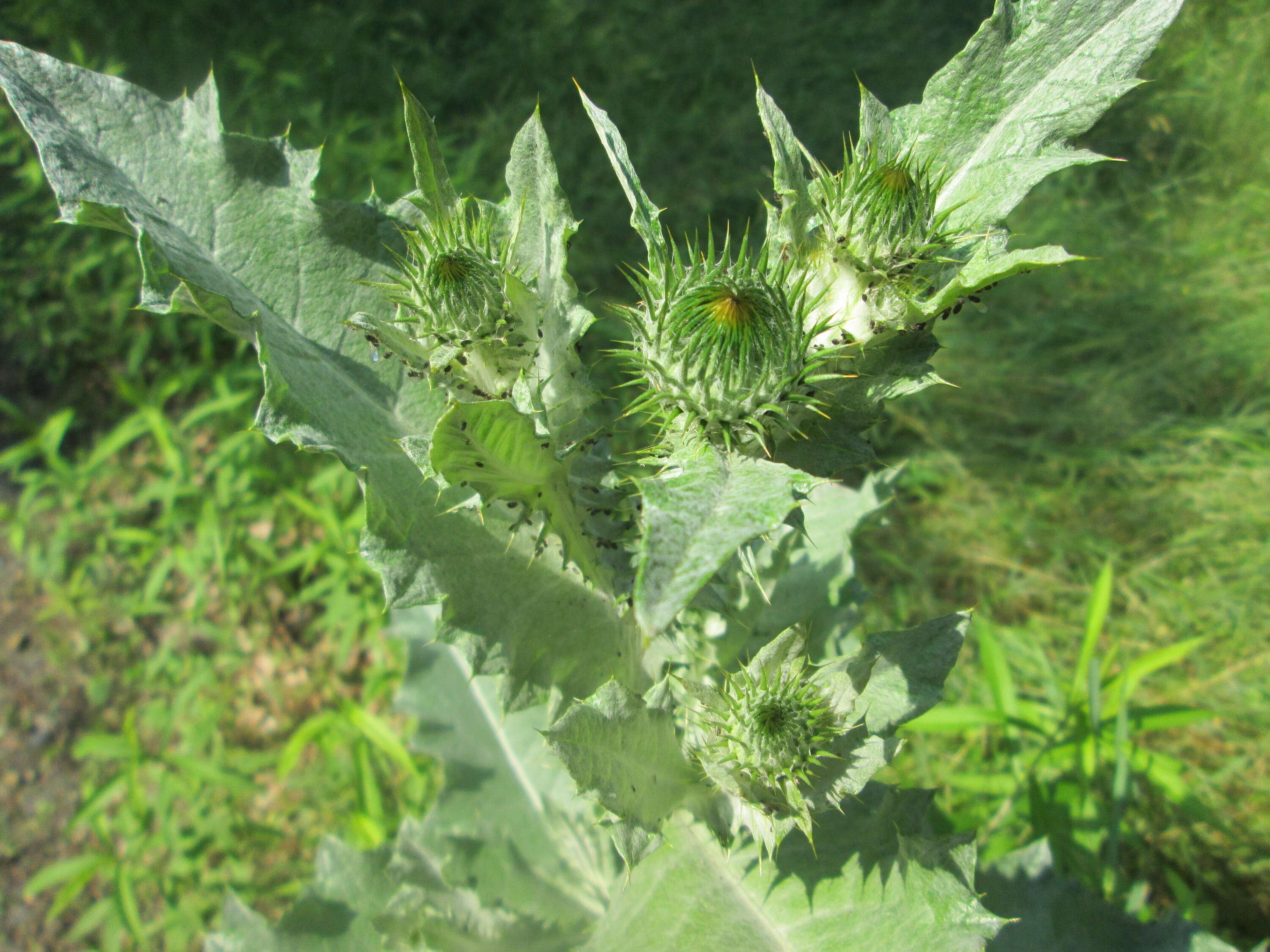 Image of Cotton Thistle