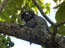 Image of Wied's Black-tufted-ear Marmoset