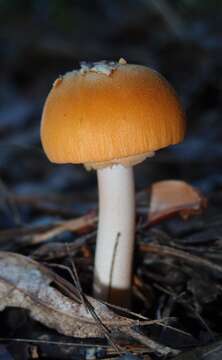 Image of Amanita armeniaca A. E. Wood 1997