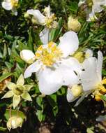 Image of tree anemone