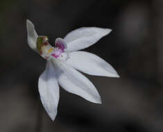 Imagem de Caladenia maritima D. L. Jones