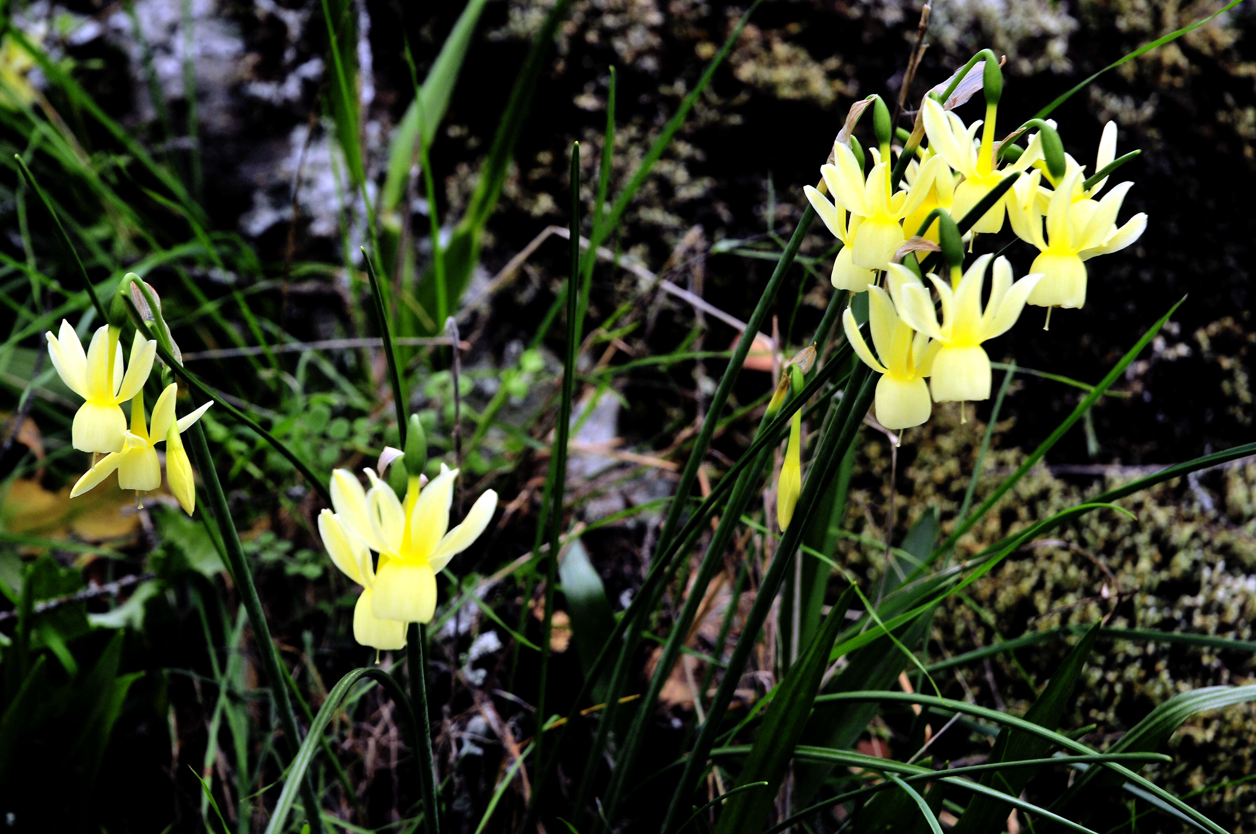 Image of Narcissus cernuus