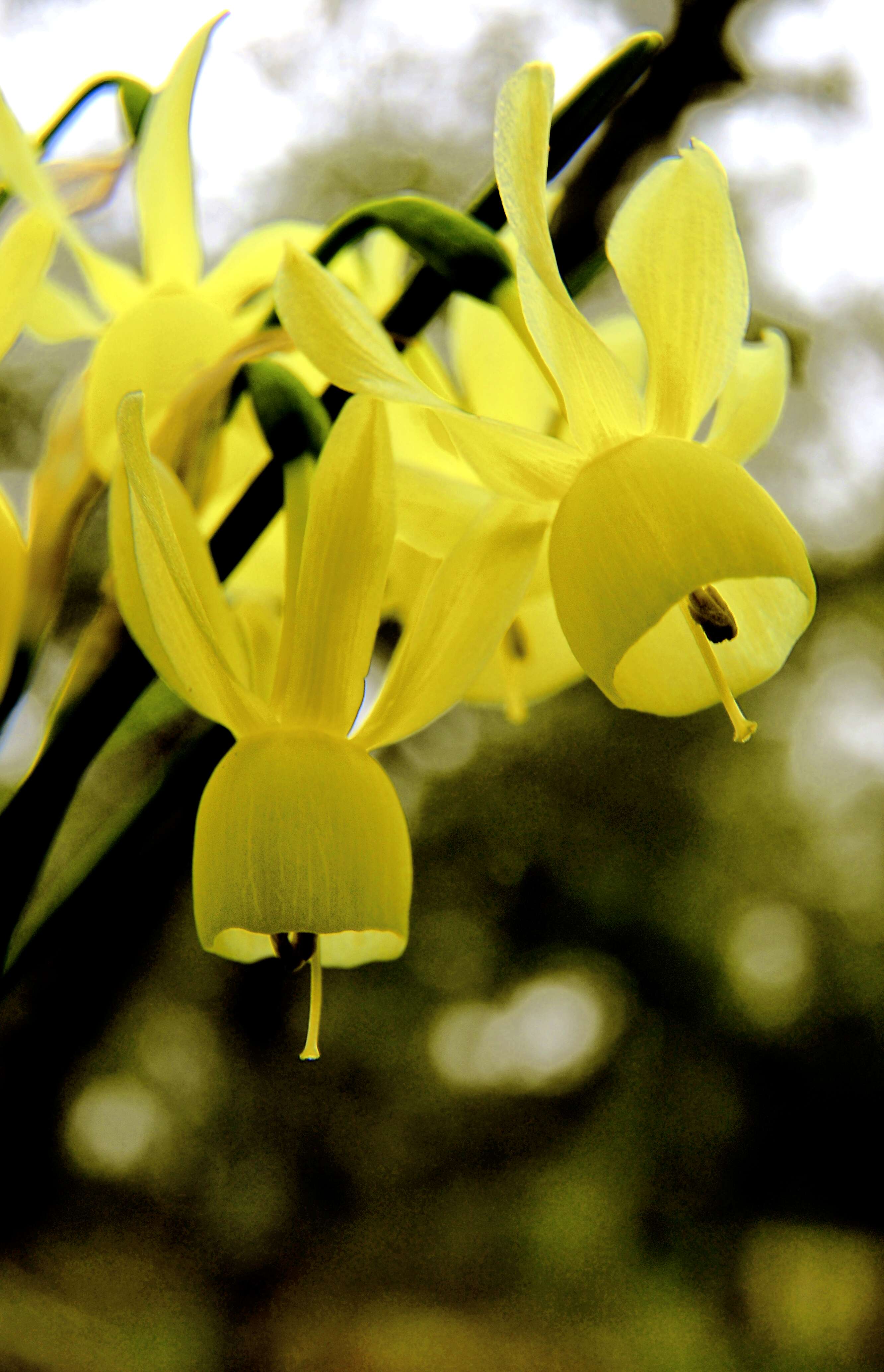 Image of Narcissus cernuus