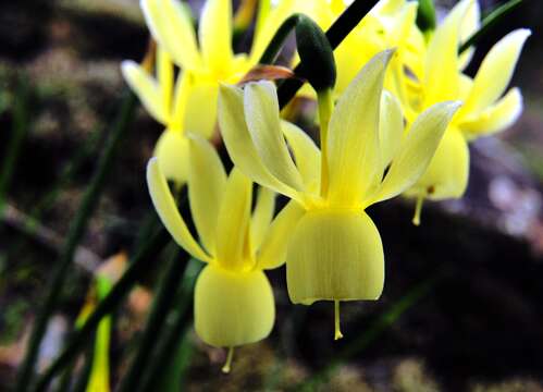 Image of Narcissus cernuus