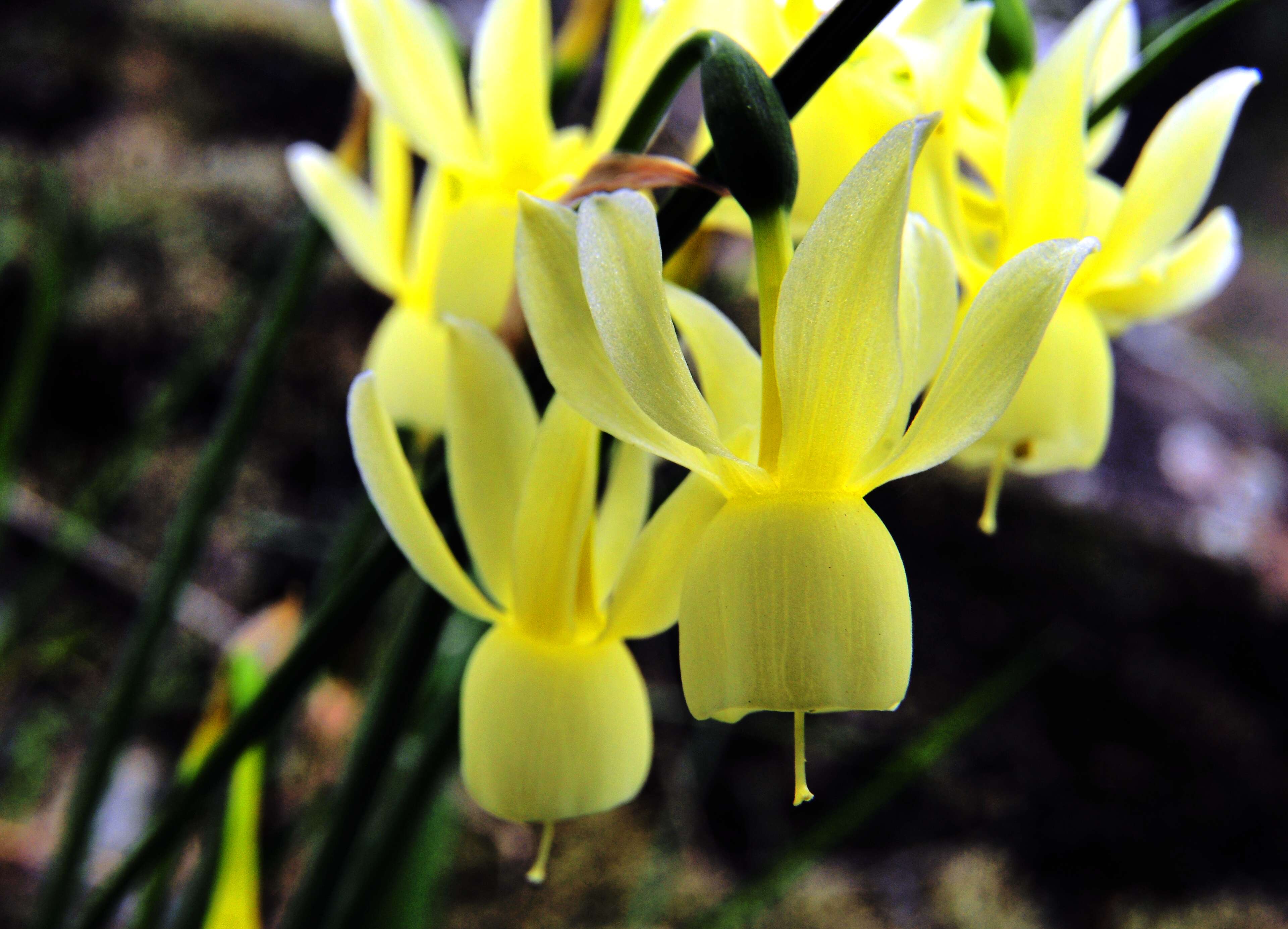 Image of Narcissus cernuus