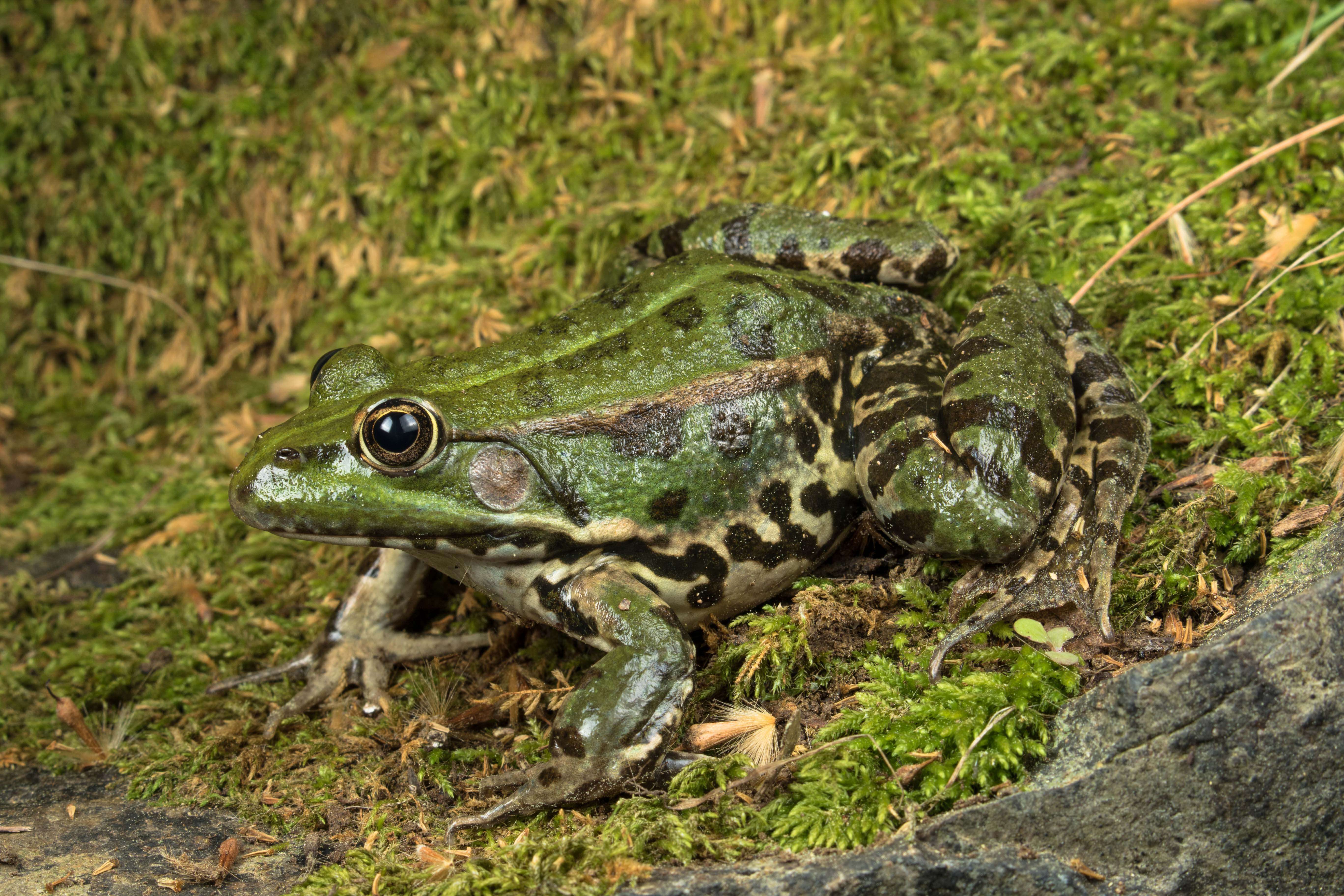 Image of Eurasian Marsh Frog