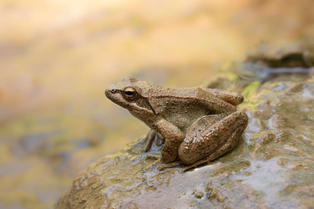 Image of Balkan Stream Frog