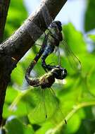 Image of Migrant Hawker