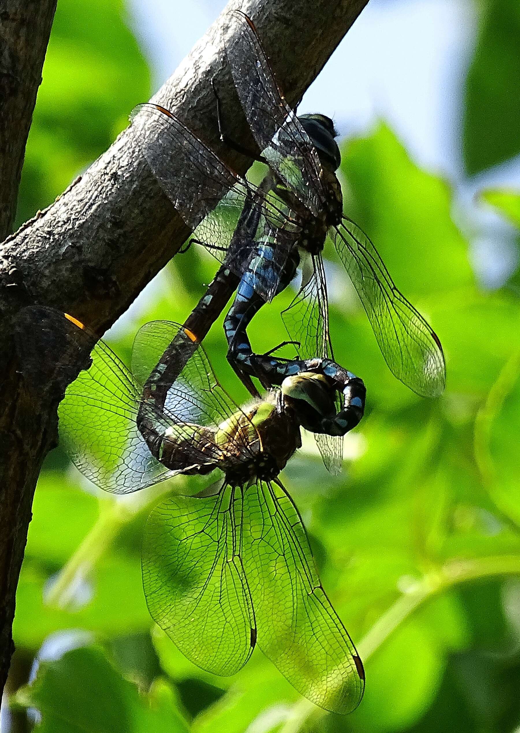 Image of Migrant Hawker