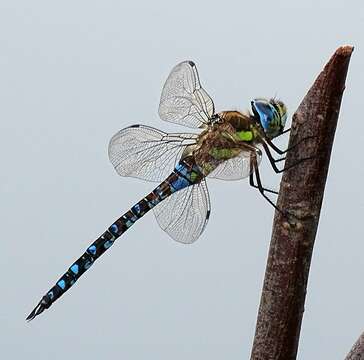 Image of Migrant Hawker