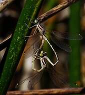 Image of Migrant Spreadwing