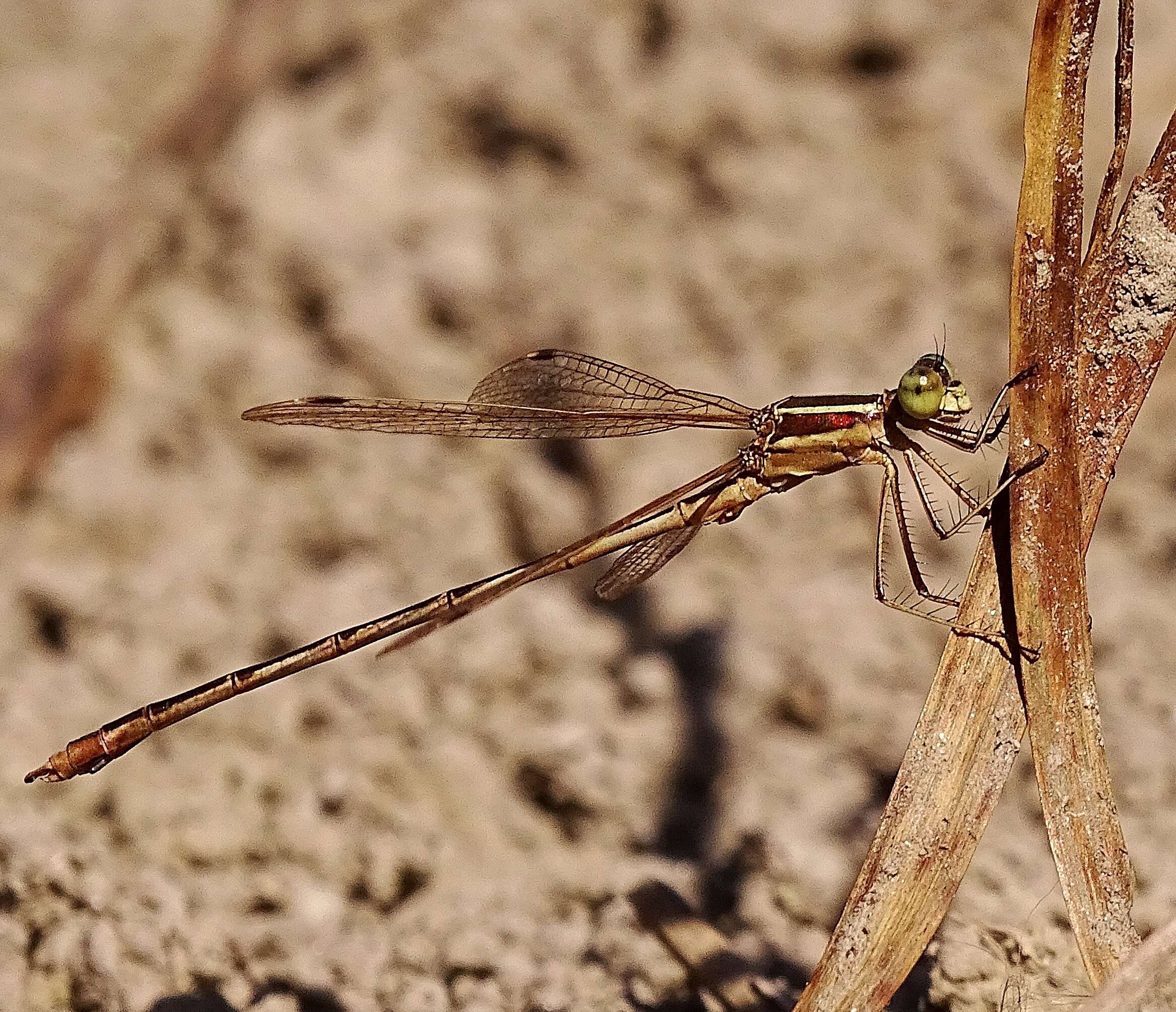 Image of Migrant Spreadwing