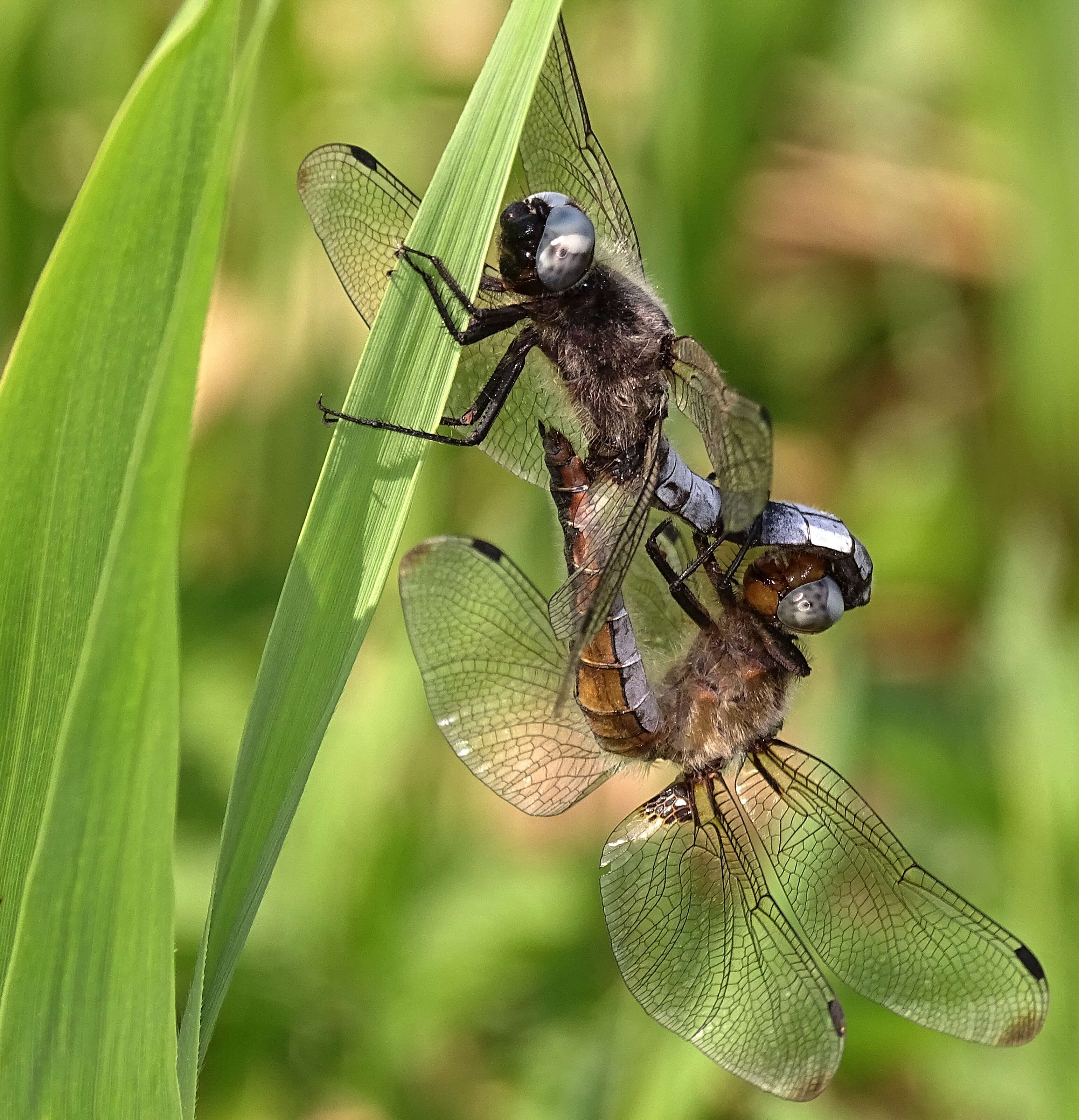 Image of Blue Chaser