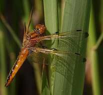 Image of Blue Chaser