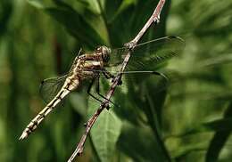 Sivun Orthetrum albistylum (Selys 1848) kuva