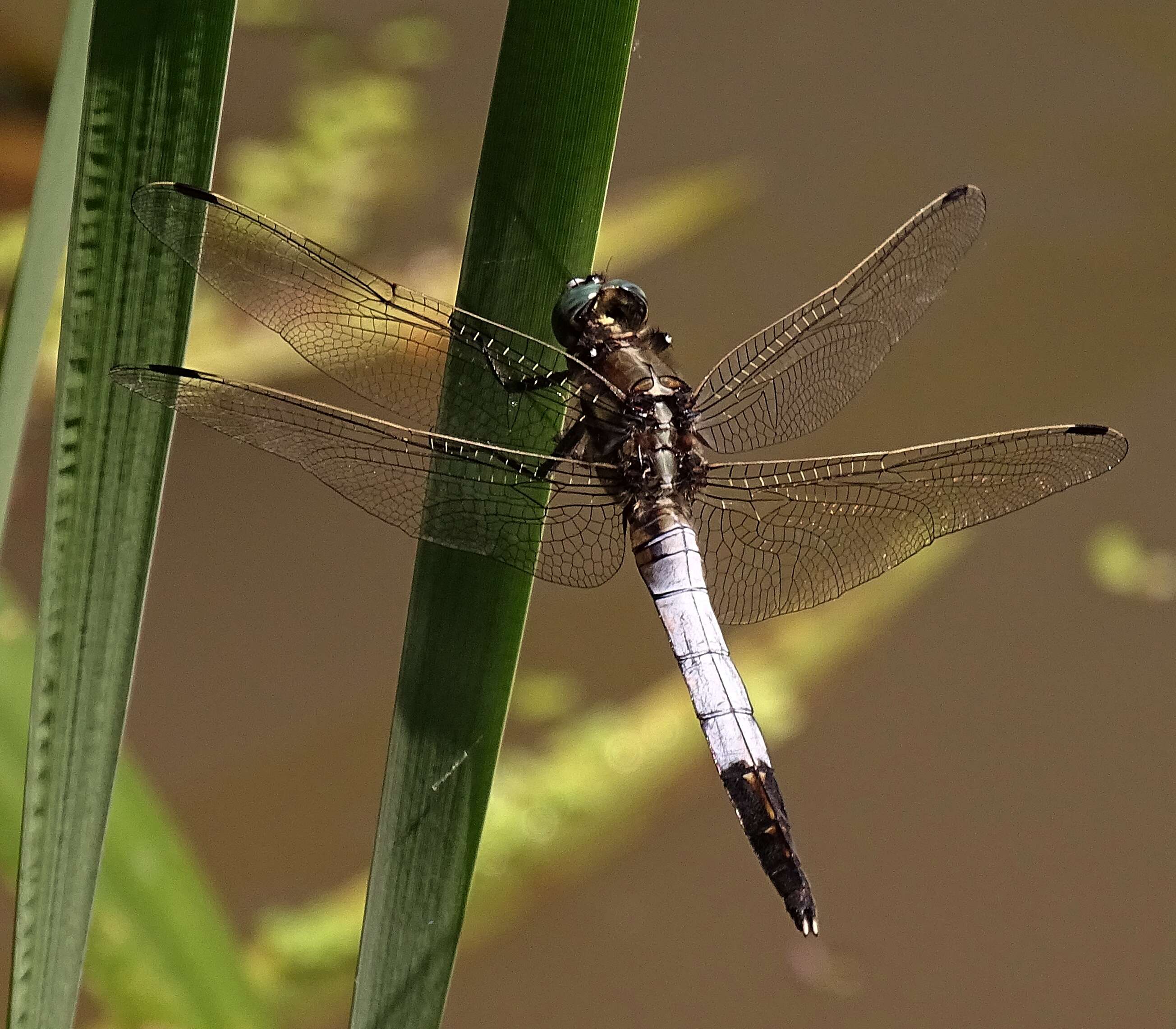 Sivun Orthetrum albistylum (Selys 1848) kuva