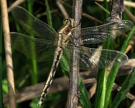 Sivun Orthetrum albistylum (Selys 1848) kuva