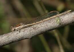 Image of Common Winter Damsel