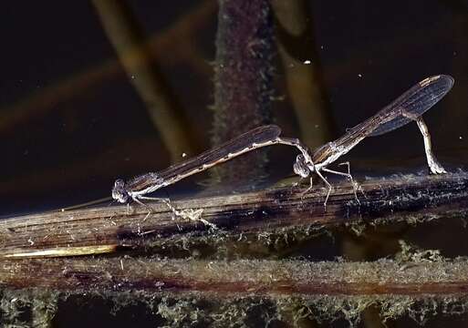 Image of Common Winter Damsel