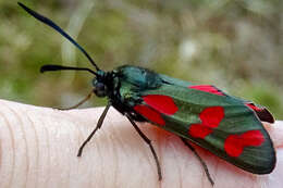 Image of six-spot burnet