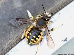 Image of wool-carder bee