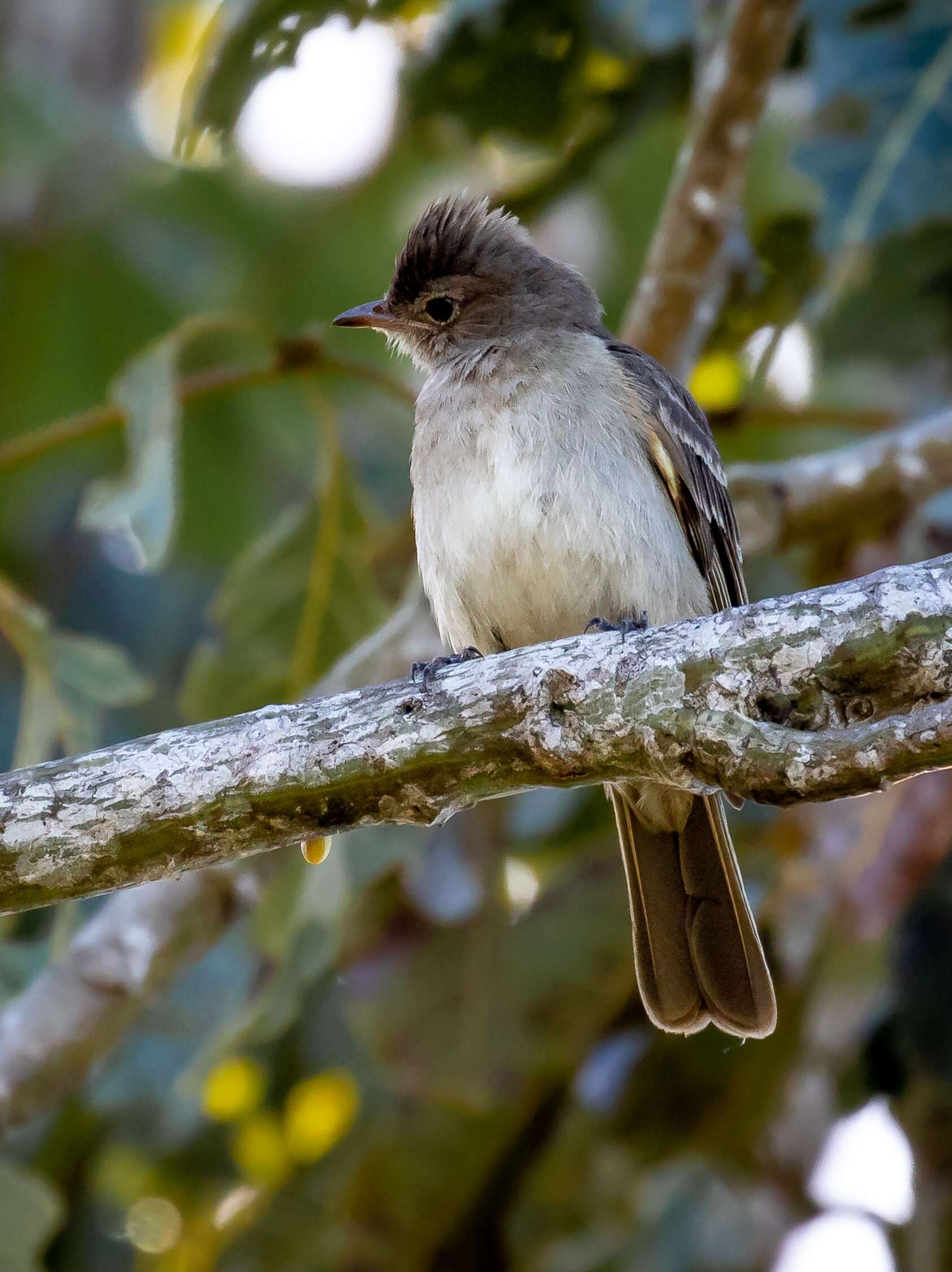 Image of Brownish Elaenia